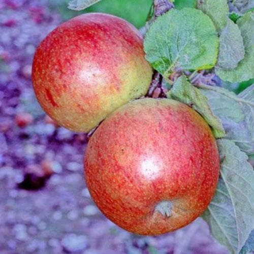 Apple Alkmene 2 Apple Alkmene - Image 2