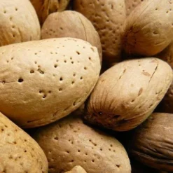 Almond - Prunus Dulcis Robijn 13 Almond - Prunus Dulcis Robijn -Future Forests Almond Robijn 03