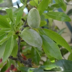 Almond - Prunus Dulcis Robijn 15 Almond - Prunus Dulcis Robijn -Future Forests Almond Robijn 06
