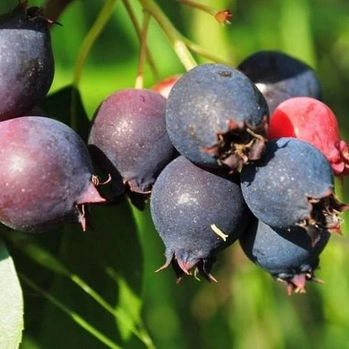 Amelanchier Alniflora Krasnojarskaja 1 Amelanchier Alniflora Krasnojarskaja