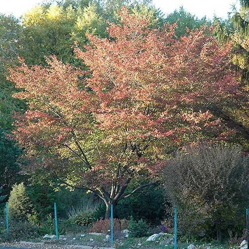 Amelanchier X Grandiflora Robin Hill AGM 4 Amelanchier X Grandiflora Robin Hill AGM - Image 4