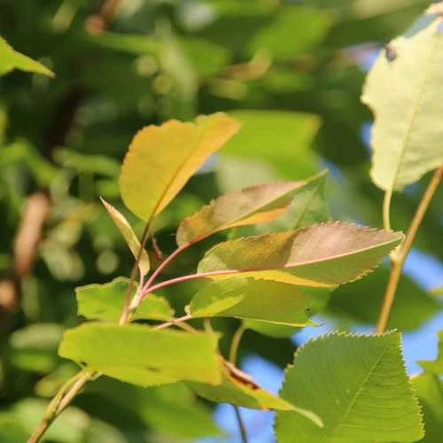 Amelanchier X Grandiflora Robin Hill AGM 2 Amelanchier X Grandiflora Robin Hill AGM - Image 2