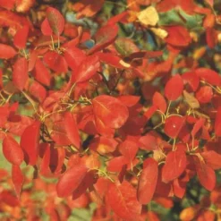 Amelanchier X Grandiflora Robin Hill AGM 9 Amelanchier X Grandiflora Robin Hill AGM -Future Forests Amelanchier x grandiflora Robin Hill 06x