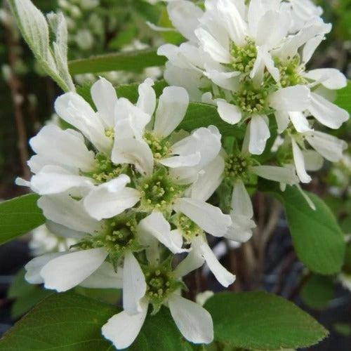 Amelanchier Alnifolia Thiessen 2 Amelanchier Alnifolia Thiessen - Image 2