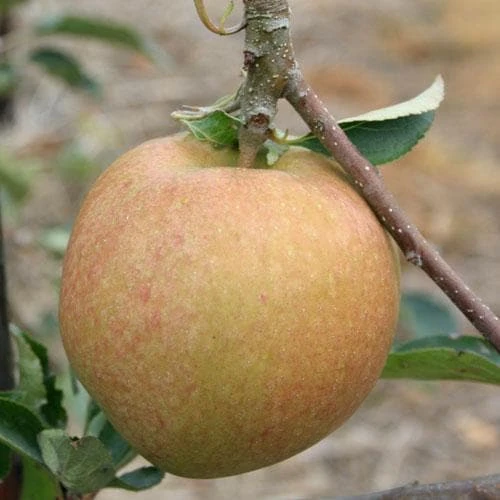 Apple Cornish Aromatic 2 Apple Cornish Aromatic - Image 2