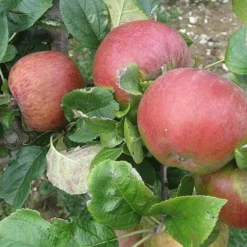 Apple Howgate Wonder 5 Apple Howgate Wonder -Future Forests Apple Howgate Wonder 03