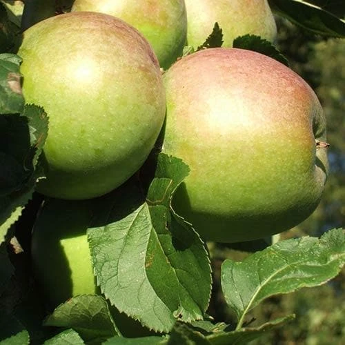 Apple Lane's Prince Albert 1 Apple Lane's Prince Albert