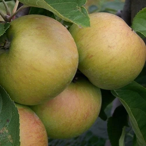 Apple Lane's Prince Albert 2 Apple Lane's Prince Albert - Image 2