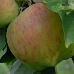 Apple Lane's Prince Albert 6 Apple Lane's Prince Albert -Future Forests Apple Lanes Prince Albert 03