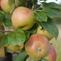 Apple Lane's Prince Albert 7 Apple Lane's Prince Albert -Future Forests Apple Lanes Prince Albert 04