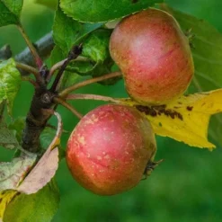 Apple Pixie 10 Apple Pixie -Future Forests Apple pixie 01