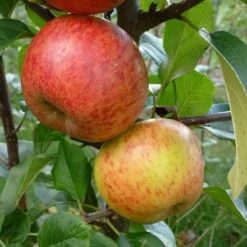 Apple Pixie 8 Apple Pixie -Future Forests Apple pixie 02