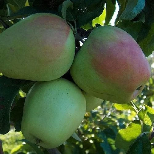 Apple Glockenapfel 1 Apple Glockenapfel