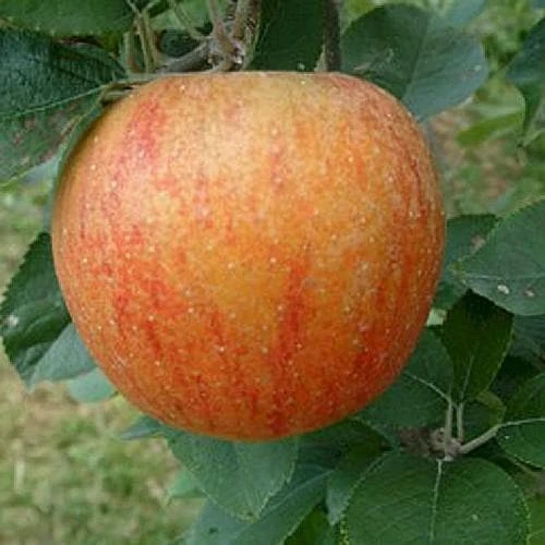 Apple King Of The Pippins 1 Apple King Of The Pippins