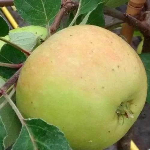 Apple Three Counties 1 Apple Three Counties