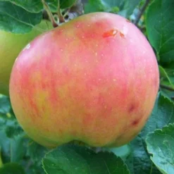 Apple Annie Elizabeth