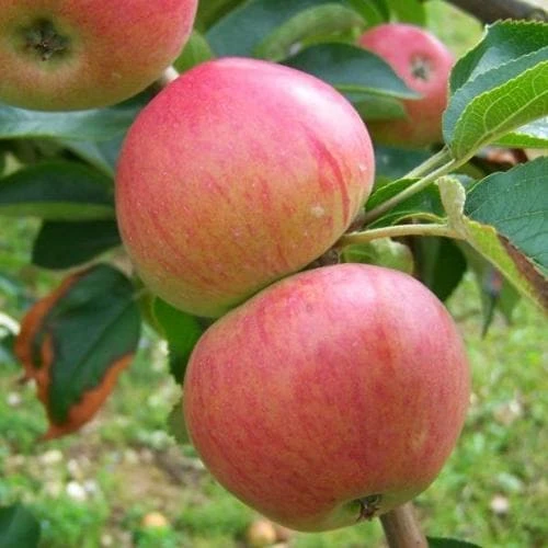 Apple Somerset Redstreak 1 Apple Somerset Redstreak