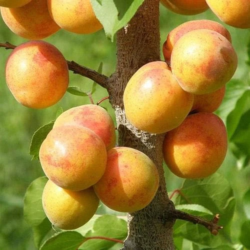 Apricot Early Moorpark 4 Apricot Early Moorpark - Image 4