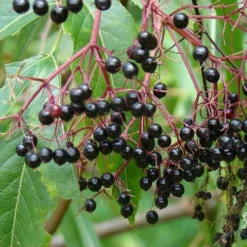 Aralia Spinosa | Devils Walking Stick 12 Aralia Spinosa | Devils Walking Stick -Future Forests Aralia Spinosa 03