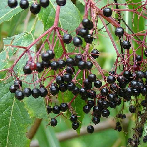 Aralia Spinosa | Devils Walking Stick 6 Aralia Spinosa | Devils Walking Stick - Image 6