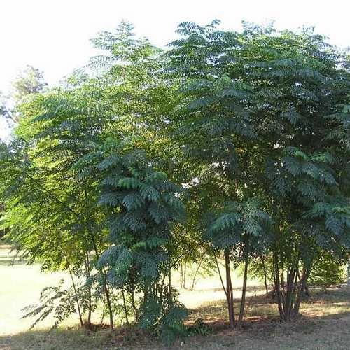 Aralia Spinosa | Devils Walking Stick 2 Aralia Spinosa | Devils Walking Stick - Image 2