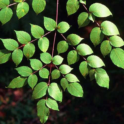 Aralia Spinosa | Devils Walking Stick 3 Aralia Spinosa | Devils Walking Stick - Image 3