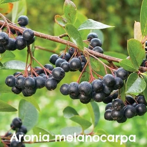 Permaculture Hedge Mix 2 Permaculture Hedge Mix - Image 2