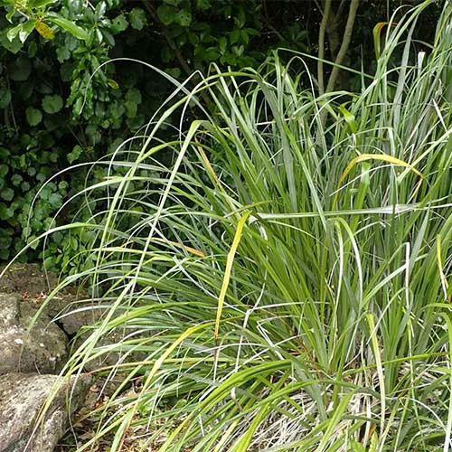 Astelia Banksii 1 Astelia Banksii