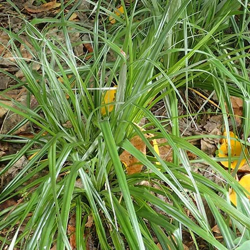 Astelia Banksii 2 Astelia Banksii - Image 2