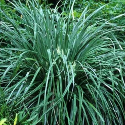 Astelia Banksii 6 Astelia Banksii -Future Forests Astelia banksii 03