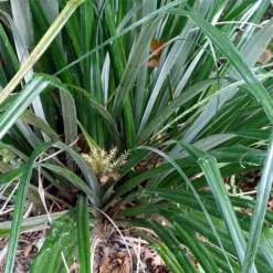 Astelia Banksii 7 Astelia Banksii -Future Forests Astelia banksii 04