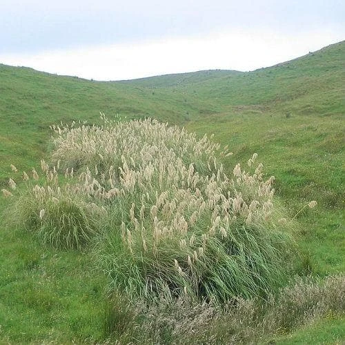 Cortaderia Fulvida 2 Cortaderia Fulvida - Image 2
