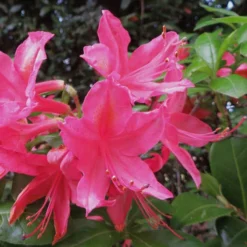 Azalea Mollis Jolie Madame 6 Azalea Mollis Jolie Madame -Future Forests Azalea mollis Jolie Madame 02