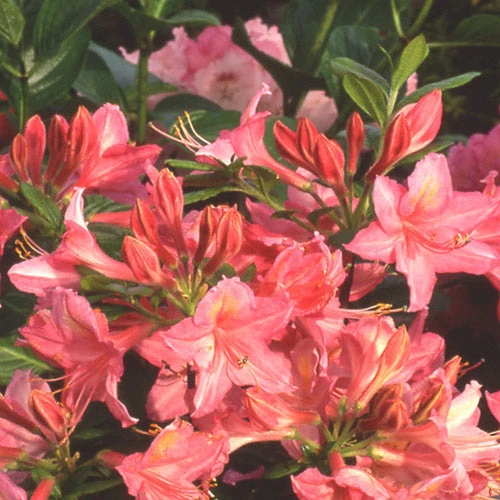 Azalea Mollis Jolie Madame 4 Azalea Mollis Jolie Madame - Image 4