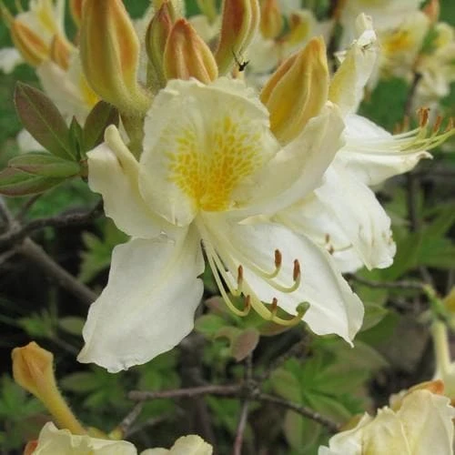 Azalea Mollis Daviesii 2 Azalea Mollis Daviesii - Image 2