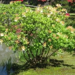 Azalea Mollis Daviesii 5 Azalea Mollis Daviesii -Future Forests Azalea mollis Daviesii 03