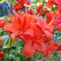 Azalea Mollis Fireball