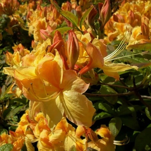 Azalea Mollis Golden Sunset 1 Azalea Mollis Golden Sunset