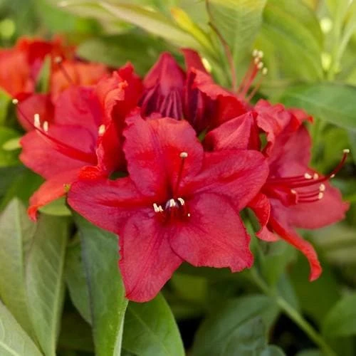 Azalea Mollis Nabucco 1 Azalea Mollis Nabucco