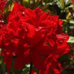 Azalea Mollis Nabucco 7 Azalea Mollis Nabucco -Future Forests AzaleamollisNabucco04