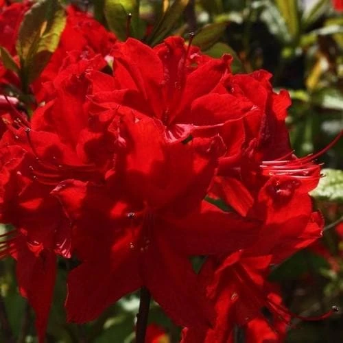 Azalea Mollis Nabucco 4 Azalea Mollis Nabucco - Image 4