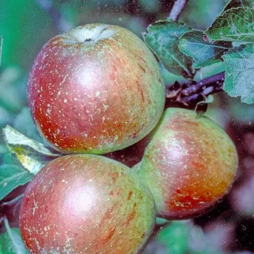 Apple Ballinora Pippin 2 Apple Ballinora Pippin - Image 2