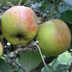 Apple Ballinora Pippin 6 Apple Ballinora Pippin -Future Forests Ballinora Pippin02