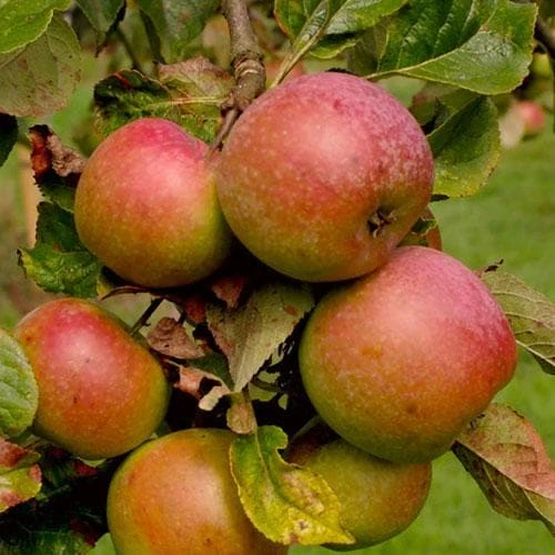 Apple Ballinora Pippin 1 Apple Ballinora Pippin