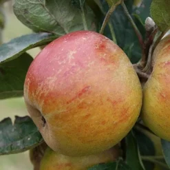 Apple Ballinora Pippin 7 Apple Ballinora Pippin -Future Forests Ballinora Pippin04