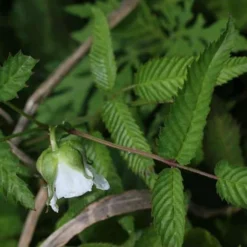 Balloon Berry - Rubus Illecebrosus -Future Forests Balloon berry 04
