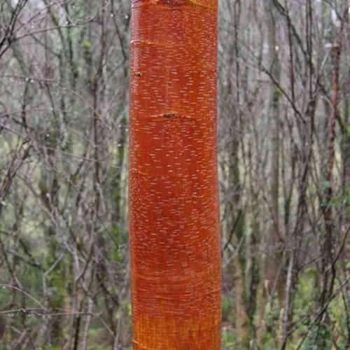 Betula Albosinensis China Rose 2 Betula Albosinensis China Rose - Image 2