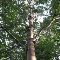 Betula Albosinensis China Rose 6 Betula Albosinensis China Rose -Future Forests Beltula albosinensis China Rose 03