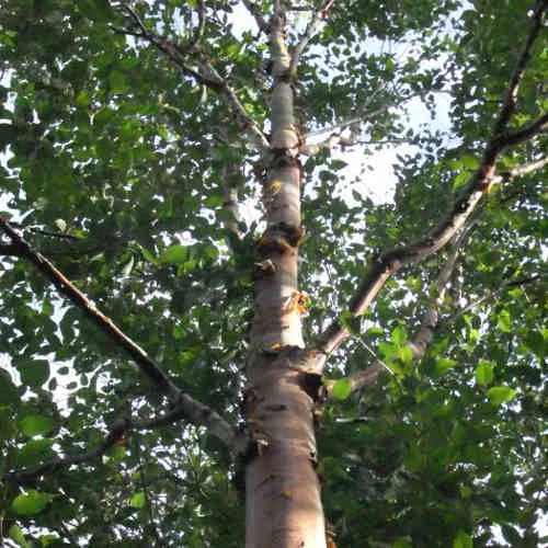 Betula Albosinensis China Rose 3 Betula Albosinensis China Rose - Image 3