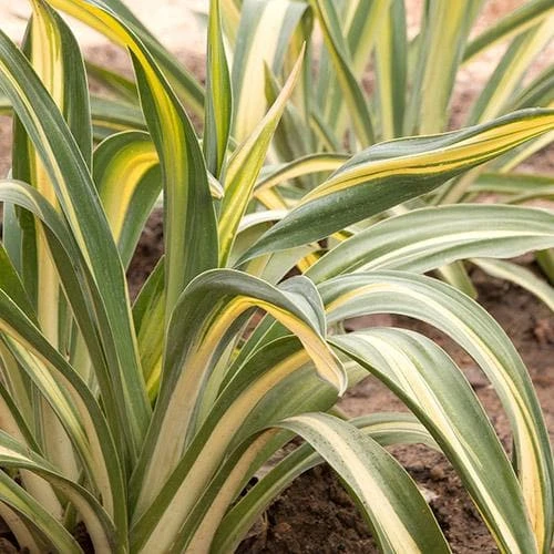 Beschorneria Yuccoides Flamingo Glow 1 Beschorneria Yuccoides Flamingo Glow